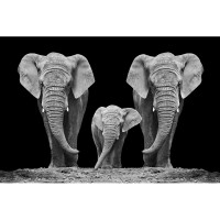 Obraz Elephant Family 120 x 80 cm