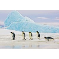 Obraz Penguins 120 x 80 cm